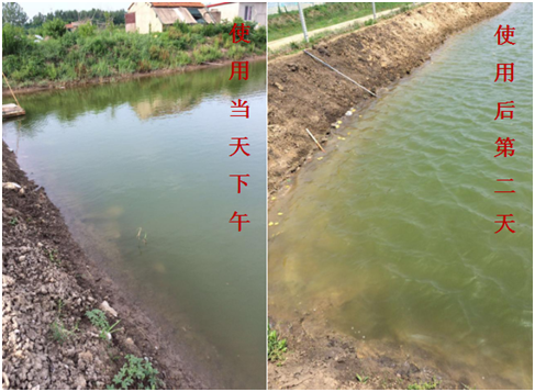 肥水困難、藻類(lèi)缺乏處理前后效果